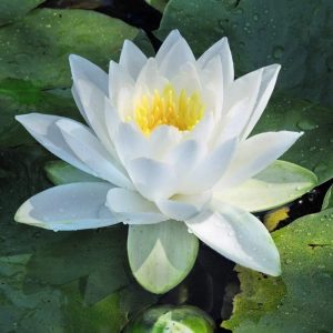 Water Lily White Nymphaea Tender Perennial Summer Autumn Flowering Garden Plants Grow Your Own Bareroots 1 Bare Roots Water Lily White